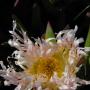 Iceplant (Carpobrotus edulis): Non native. Fresh flowers are pink or yellow.
